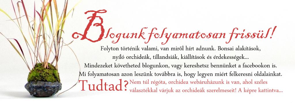 kusamono bonsai esemenyek es kiallitasok marczika bonsai studio blogja orchidea webaruhaz ajanloval